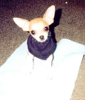 Rocko as a baby...