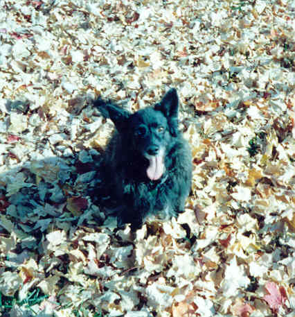 Sterling playing in the leaves
